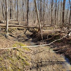 Mambourg Park - Stream