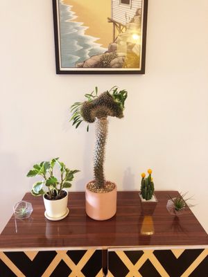 Cactus Store by null