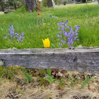 Fort Steilacoom Park - Spring flowers at Fort Steilacoom park! - Parks Near Me - Lakewood, Washington Fort Steilacoom Park - Spring flowers at Fort Steilacoom park! - Parks Near Me - Lakewood, Washington