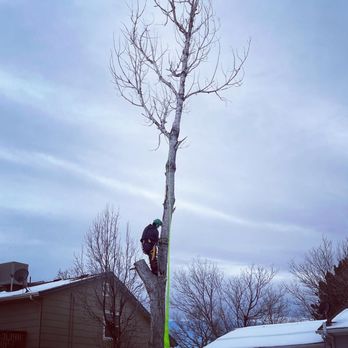 Tree Keepers - Dead cottonwood removal - Tree Services Near Me - Littleton, Colorado