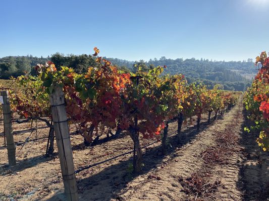 Skinner Vineyards & Winery by null