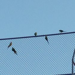 Central Oahu Personnel Regional Office - Green parrots live in the trees in the park and fly onto the baseball field fences