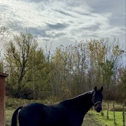 Spruce Meadow Farm