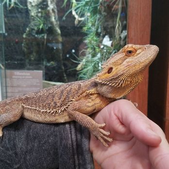 East Bay Vivarium - Holding my first beardie ever. I'm in love - Reptile Shops Near Me - Berkeley, California
