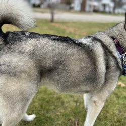 Happy Tails - My dog