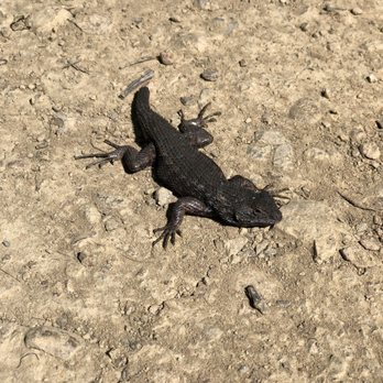 Castleridge Trailhead - Chill dude - Hiking Near Me - Pleasanton, California