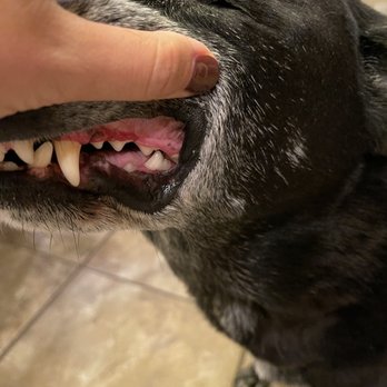 Franklin Veterinary Clinic - After - Veterinarians Near Me - Ruidoso Downs, New Mexico
