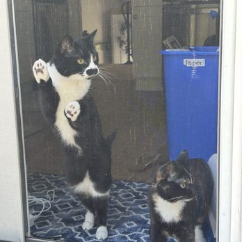 St Sophia's Forgotten Felines - Animal Shelters Near Me - Wheaton, Illinois