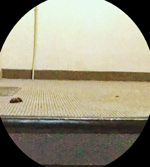 JASCO MGMT Updated August 2024 11 Photos 277 8th St, Jersey City