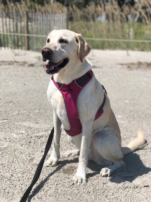 Edisto Beach State Park by null