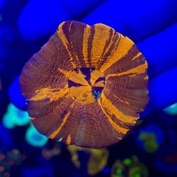Deezreefs
