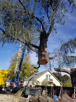 Residential Tree Service - Residential Tree Service Residential Tree Service - Residential Tree Service