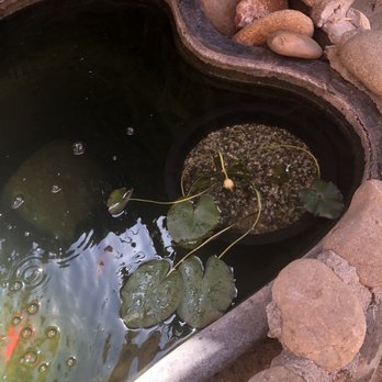 Golden Pond Water Plants - Potted lily - Nurseries & Gardening Near Me - Loomis, California