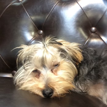 J. Anthony Salon - A little friend while you wait! - Hair Salons Near Me - Whittier, California