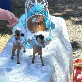 Marin Humane - #Bayareapignic - Animal Shelters Near Me - Novato, California Marin Humane - #Bayareapignic - Animal Shelters Near Me - Novato, California