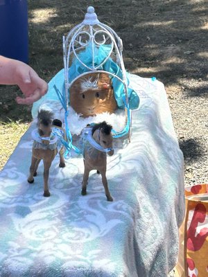 Marin Humane by null