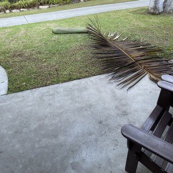 Paradise Point - This is the palm frond that fell on my daughter. The part without the leafs ( leaf sheath) hit my daughter. - Resorts Near Me - San Diego, California Paradise Point - This is the palm frond that fell on my daughter. The part without the leafs ( leaf sheath) hit my daughter. - Resorts Near Me - San Diego, California