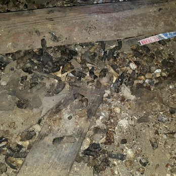 AMG Property Management - Pictures of raccoon damage and excrement that seeped through our ceilings in AMG rental house due to their neglegence. - Property Management Near Me - Indianapolis, Indiana