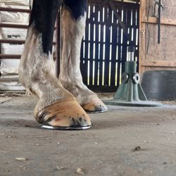 Kentucky Legend Horseshoeing