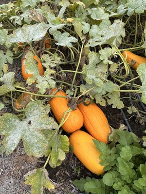 Seed Savers Exchange by null