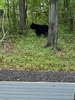 Treetopia Airstream Hotel and RV Campground by null