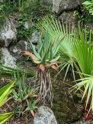 Giardini la Mortella by null