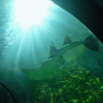 Sealife Centre - Sealife Centre, Blackpool - Aquariums Near Me - Blackpool, LAN