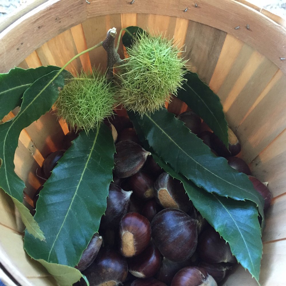 Chestnuts in a bucket! Chestnuts in a bucket!
