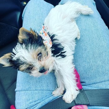 Blueberry Brook Yorkies - Pet Breeders Near Me Blueberry Brook Yorkies - Pet Breeders Near Me