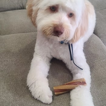 My Dog Spot - Pet Groomers Near Me - La Mirada, California My Dog Spot - Pet Groomers Near Me - La Mirada, California