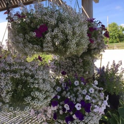 Red Wagon Plants