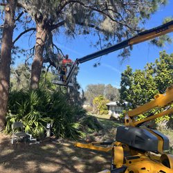 Professional Tree Service