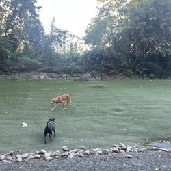 Takoma Park Dog Park - Grass area