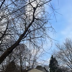 J W Kolp Tree Service