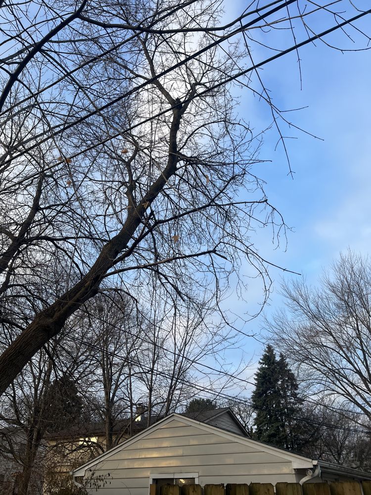 J W Kolp Tree Service - tree service in Cudahy, WI