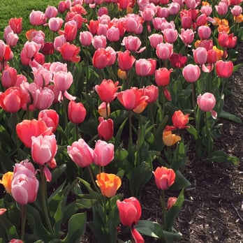 Forest Park - Tulips.. - Parks Near Me - Saint Louis, Missouri Forest Park - Tulips.. - Parks Near Me - Saint Louis, Missouri