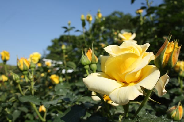 Kyoto Botanical Gardens by null