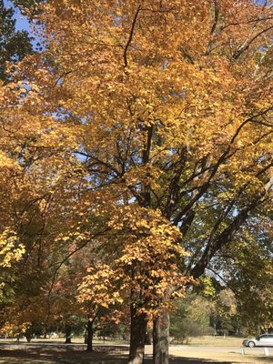 Tower Grove Park by null