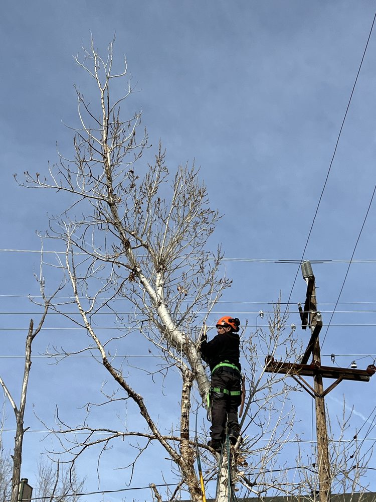 Villa Tree Services - tree service in Sparks, NV