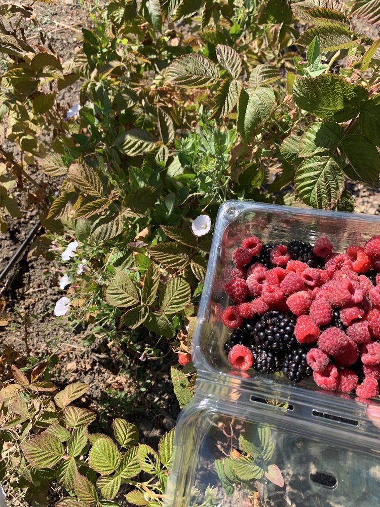 BERRY ISLAND FARMS TEMP. CLOSED 65 Photos & 27 Reviews 10385