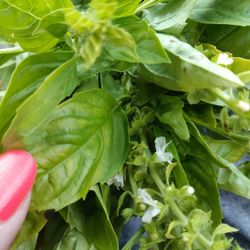 Woodbridge Village Farmers Market - Basil ... fresh ... my car is filled with the aroma of basilico!