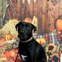 Photo of Woof Neighborhood Dog Wash & Grooming