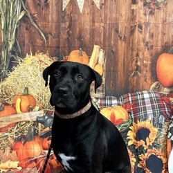 Woof Neighborhood Dog Wash & Grooming - A cute backdrop they had for photos