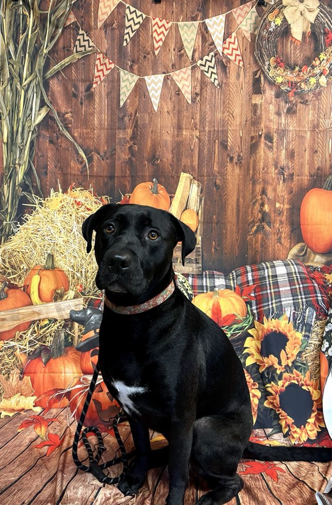 WOOF NEIGHBORHOOD DOG WASH & GROOMING Updated August 2024 10 Photos