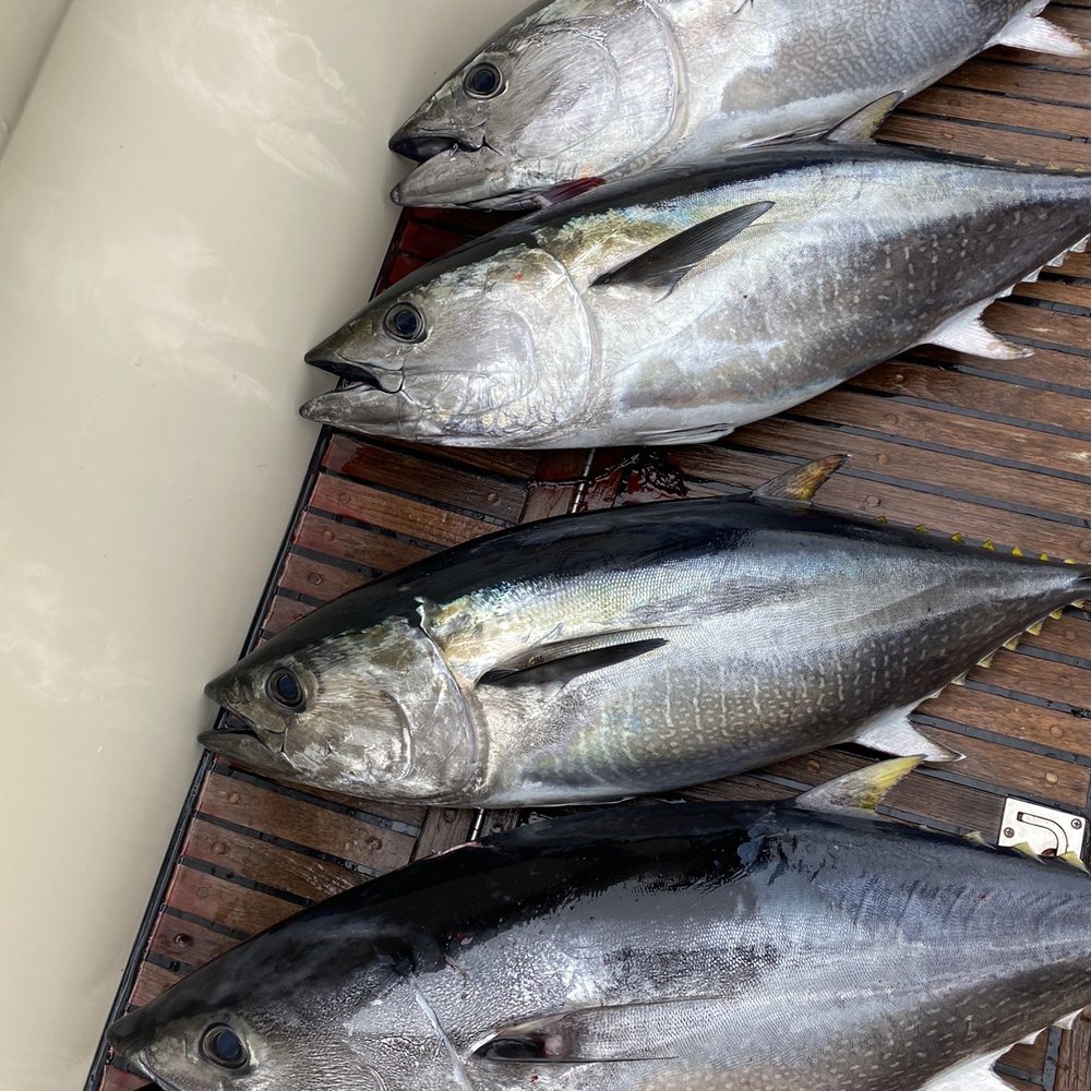 Intrigue Luxury Charters - Fishing Near Me - San Diego, California Intrigue Luxury Charters - Fishing Near Me - San Diego, California