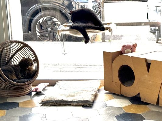 Romeow Cat Bistrot by null