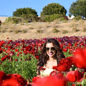 The Flower Fields - Venues & Event Spaces Near Me - Carlsbad, California The Flower Fields - Venues & Event Spaces Near Me - Carlsbad, California