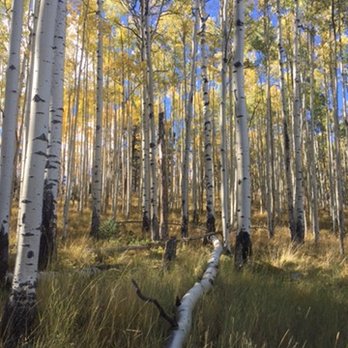Red River Ski  & Summer Area - Ski Resorts Near Me - Red River, New Mexico