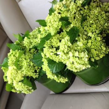 Z's Florist - Beautiful mini hydrangeas for a birthday party.  They were a hit! - Florists Near Me - Plano, Texas