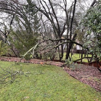 Alta Vista Landscaping and Tree Service - Fallen tree - Landscaping Near Me - Placerville, California